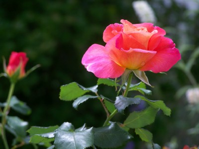 Rose "Freisinger Morgenröte"